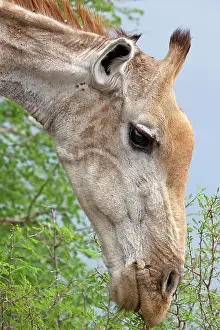 Giraffid: Giraffe (Giraffa), animal portrait, Kruger National