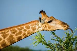 Thorns: Giraffe (Giraffa camelopardalis). Madikwe Game Reserve
