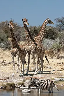 Knee: Three giraffe (Giraffa Camelopardalis) and