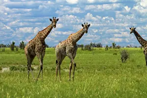 Nxai: Giraffe (Giraffa camelopardalis angolensis)