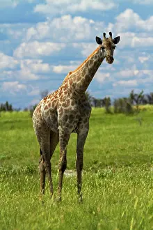 Nxai: Giraffe (Giraffa camelopardalis angolensis)
