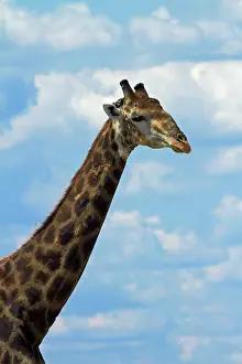 Nxai: Giraffe (Giraffa camelopardalis angolensis)