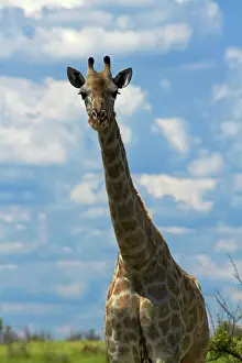 Nxai: Giraffe (Giraffa camelopardalis angolensis)