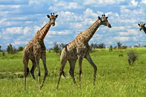 Nxai: Giraffe (Giraffa camelopardalis angolensis)