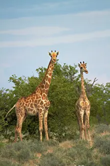 Angolensis: Giraffe (Giraffa camelopardalis angolensis)