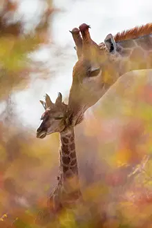 Wheedle: Giraffe (Giraffa camelopardalis) and baby giraffe