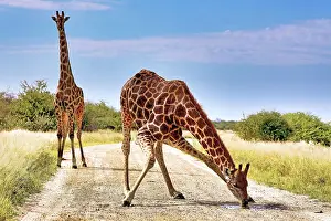 Giraffe: Giraffe (Giraffa camelopardalis) beim Trinken an