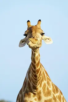 Chewing: Giraffe (Giraffa camelopardalis) chewing licking
