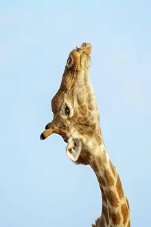 Chewing: Giraffe (Giraffa camelopardalis) chewing licking