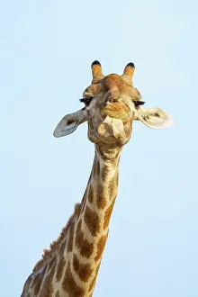 Chewing: Giraffe (Giraffa camelopardalis) chewing licking