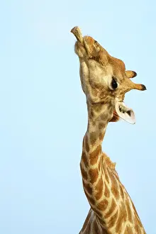 Chewing: Giraffe (Giraffa camelopardalis) chewing licking