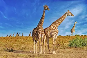 Giraffe: Giraffe (Giraffa camelopardalis) Etosha National