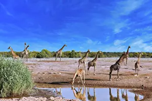 Giraffe: Giraffe (Giraffa camelopardalis) Etosha National