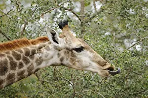 Leave: Giraffe (Giraffa camelopardalis) feeding on tho