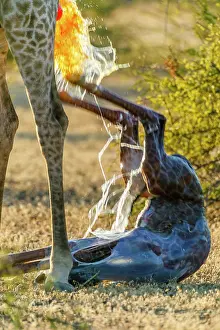 Giving: Giraffe (Giraffa camelopardalis) giving birth. Northern