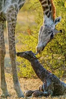 Giving: Giraffe (Giraffa camelopardalis) giving birth. Northern
