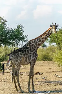 Giving: Giraffe (Giraffa camelopardalis) giving birth. Northern