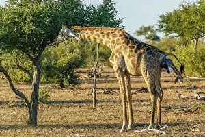 Giving: Giraffe (Giraffa camelopardalis) giving birth. Northern