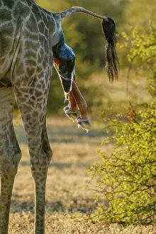 Giving: Giraffe (Giraffa camelopardalis) giving birth. Northern