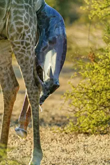 Giving: Giraffe (Giraffa camelopardalis) giving birth. Northern