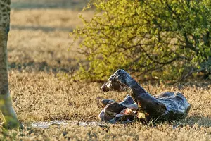 Giving: Giraffe (Giraffa camelopardalis) giving birth. Northern