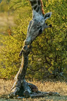 Giving: Giraffe (Giraffa camelopardalis) giving birth. Northern