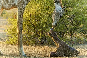 Giving: Giraffe (Giraffa camelopardalis) giving birth. Northern