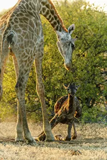 Giving: Giraffe (Giraffa camelopardalis) giving birth. Northern