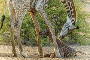 Giving: Giraffe (Giraffa camelopardalis) giving birth. Northern