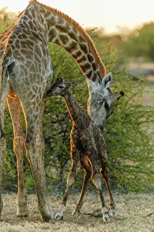 Giving: Giraffe (Giraffa camelopardalis) giving birth. Northern