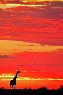 Giraffe: Giraffe (Giraffa camelopardalis) im Sonnenaufgang