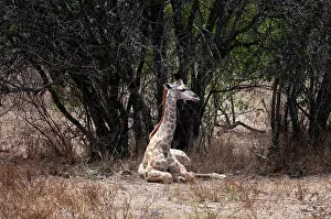 Kapama: Giraffe (Giraffa camelopardalis), Kapama