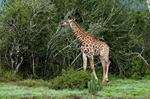 Kariega: Giraffe (Giraffa camelopardalis), Kariega