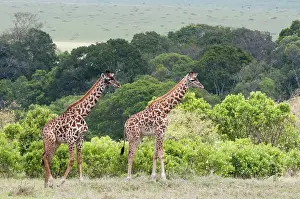 Sergio: Giraffe (Giraffa camelopardalis), Maasai