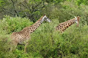 Sergio: Giraffe (Giraffa camelopardalis), Maasai