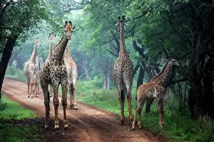 Mists: Giraffe (Giraffa camelopardalis) in mist. Ndumo