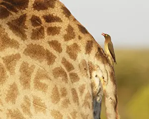 Relationship: Giraffe (Giraffa camelopardalis) with a Red-bil