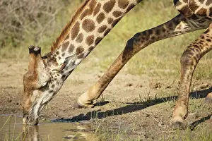 Buphagus: Giraffe (Giraffa camelopardalis) with Red-bille