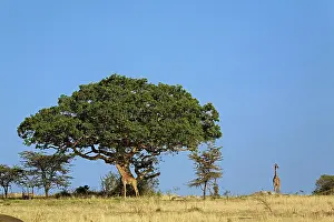 Tippelskirchi: Giraffe, Giraffa camelopardalis tippelskirchi
