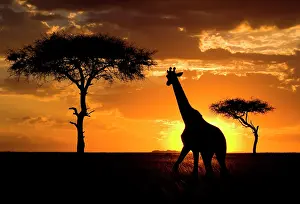 Therapsida: Giraffe (Giraffa camelopardalis tippelskirchi) o
