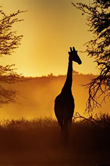 Monochrome: Giraffe (Giraffa camelopardalis) front view at s