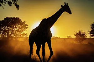 Silhouettes: Giraffe (Giraffa camelopardalis) walking at suns