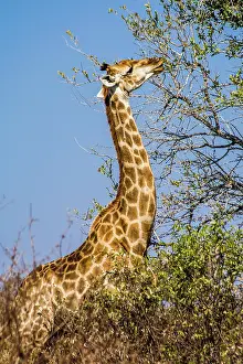 Giraffid: Giraffe (Giraffa), Kruger National Park, South Africa