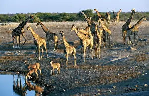Kudus: Giraffe - and Greater Kudu (Tragelaphus strepciceros)