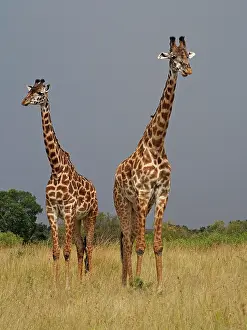 Tippelski: Giraffe - group
