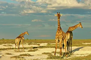 Rainstorm: Giraffe - group of four individuals standing in
