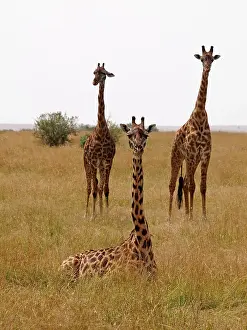 Tippelski: Giraffe - group in Savanna