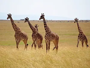 Tippelski: Giraffe - group in Savanna