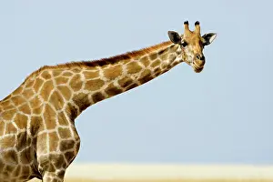 Shoulder: Giraffe - head and shoulder portrait