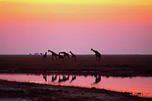 Camelopardis: Giraffe herd at sunset